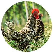 移動(dòng)破碎站